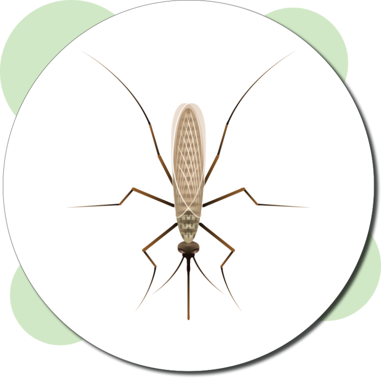 Pest Control Services Fort Myers Pest Control